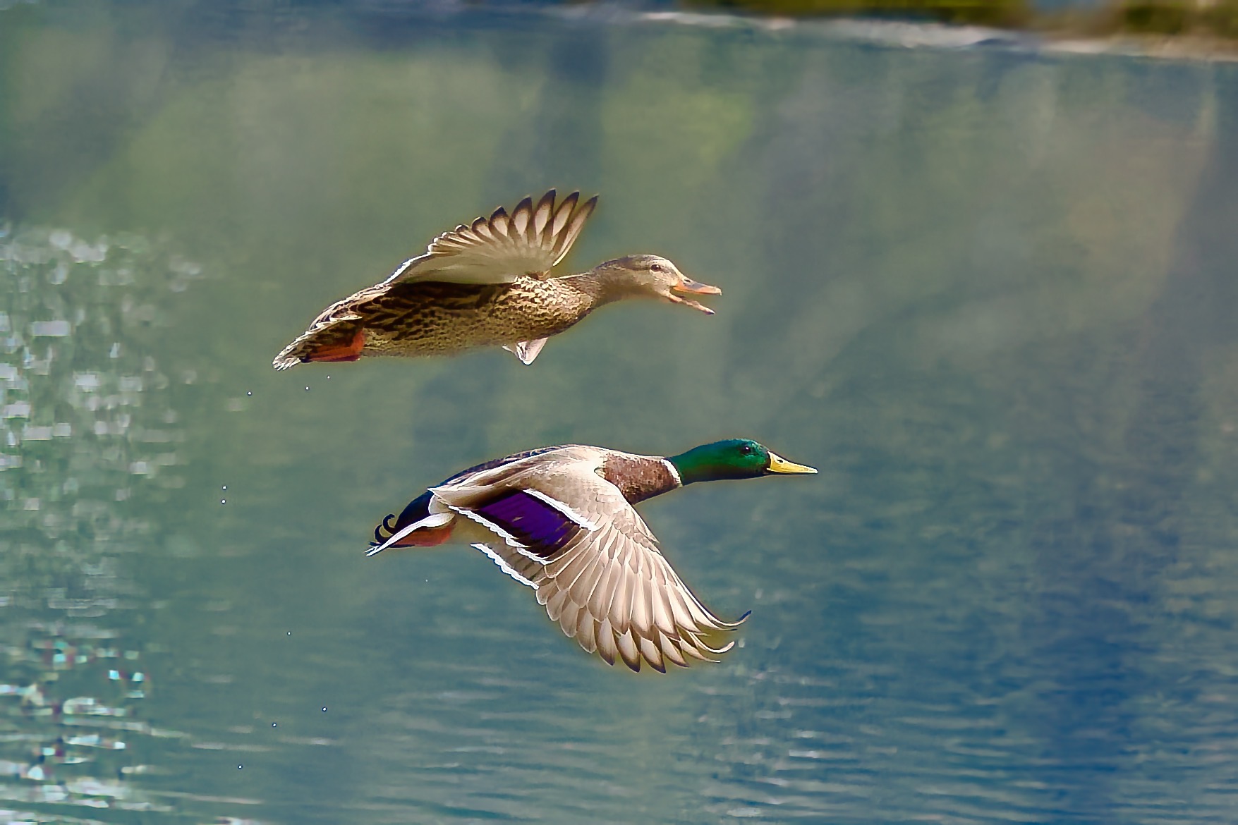 Bird in flight