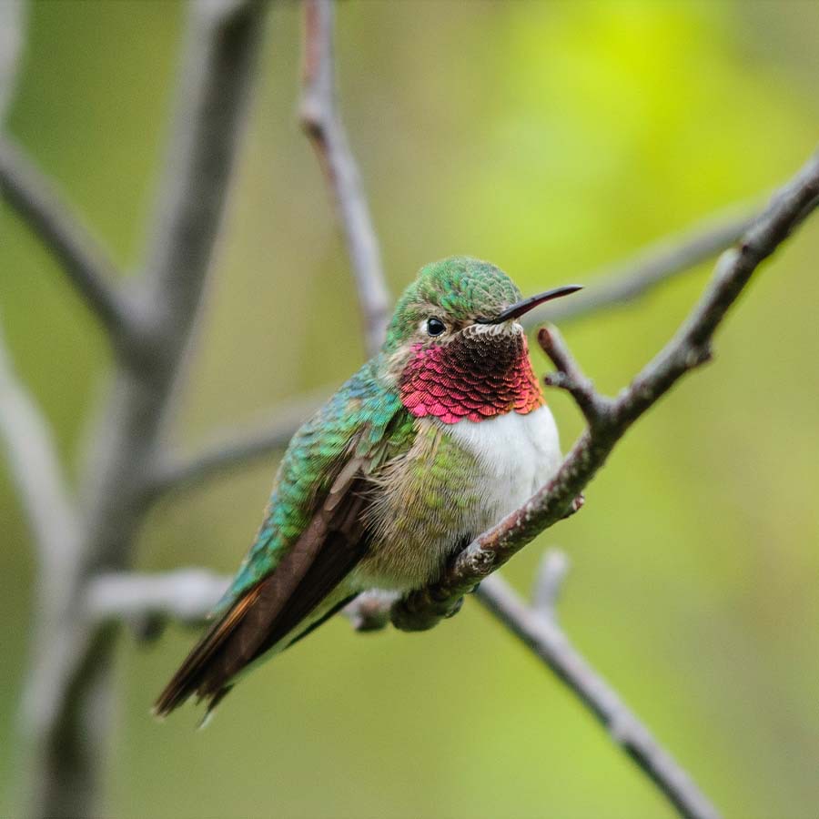 Hummingbird hovering at a flower