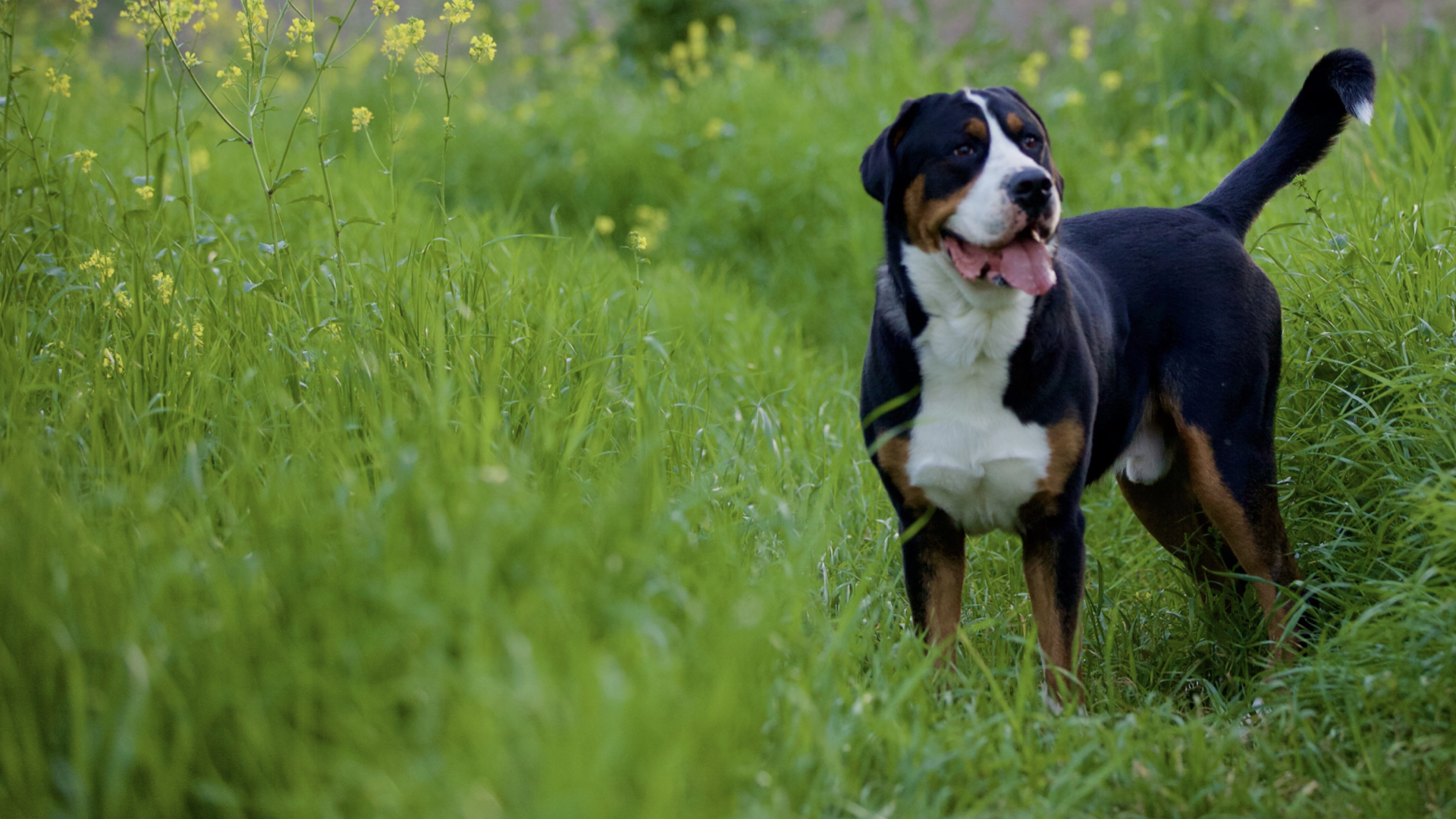 Doggy Portrait Session