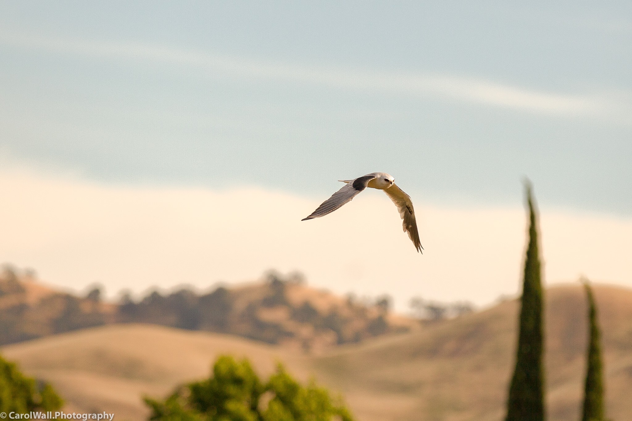 White-tailed kite soaring over rolling hills