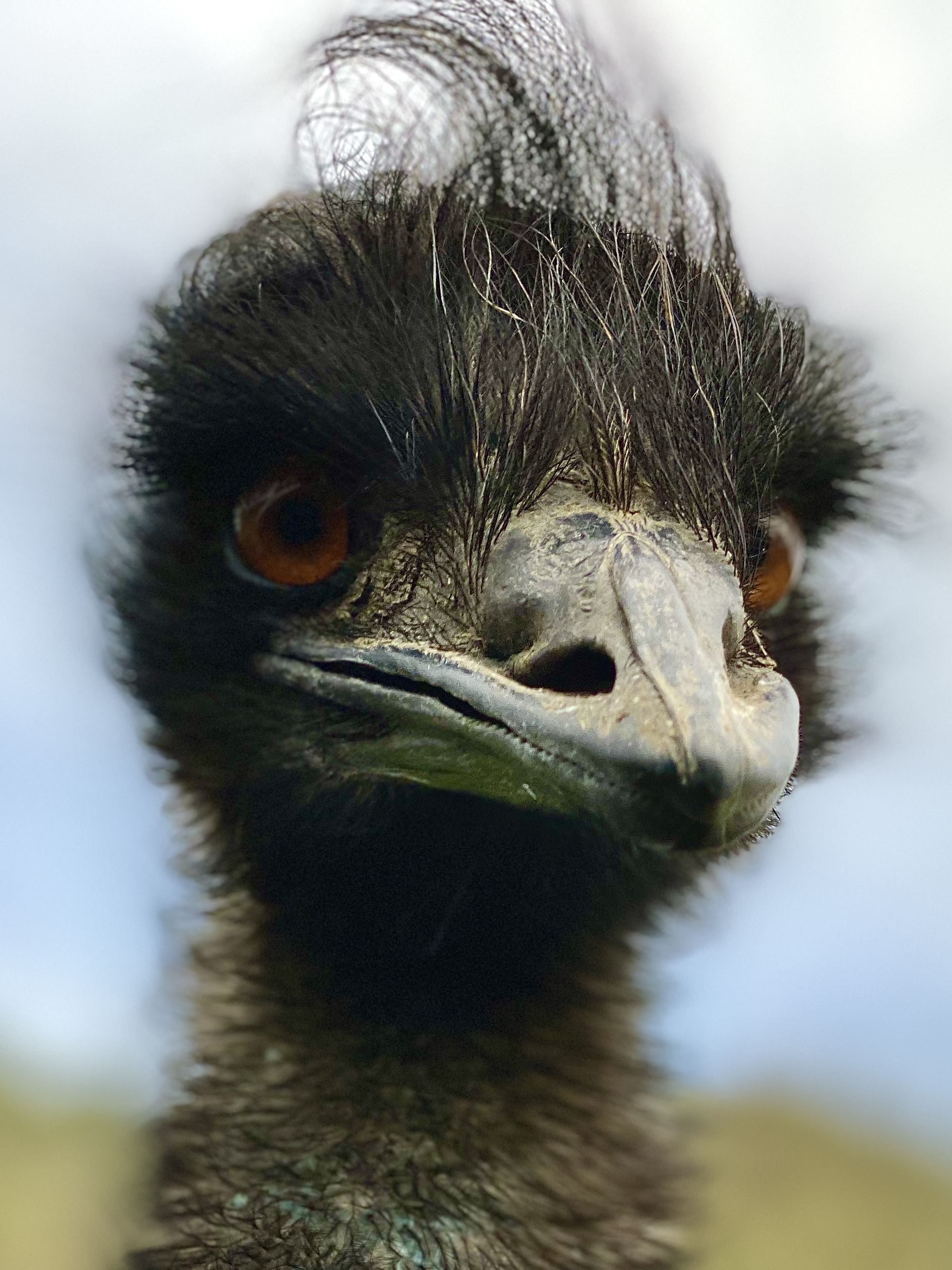 Emu close-up portrait with intense orange eyes and dark feathers