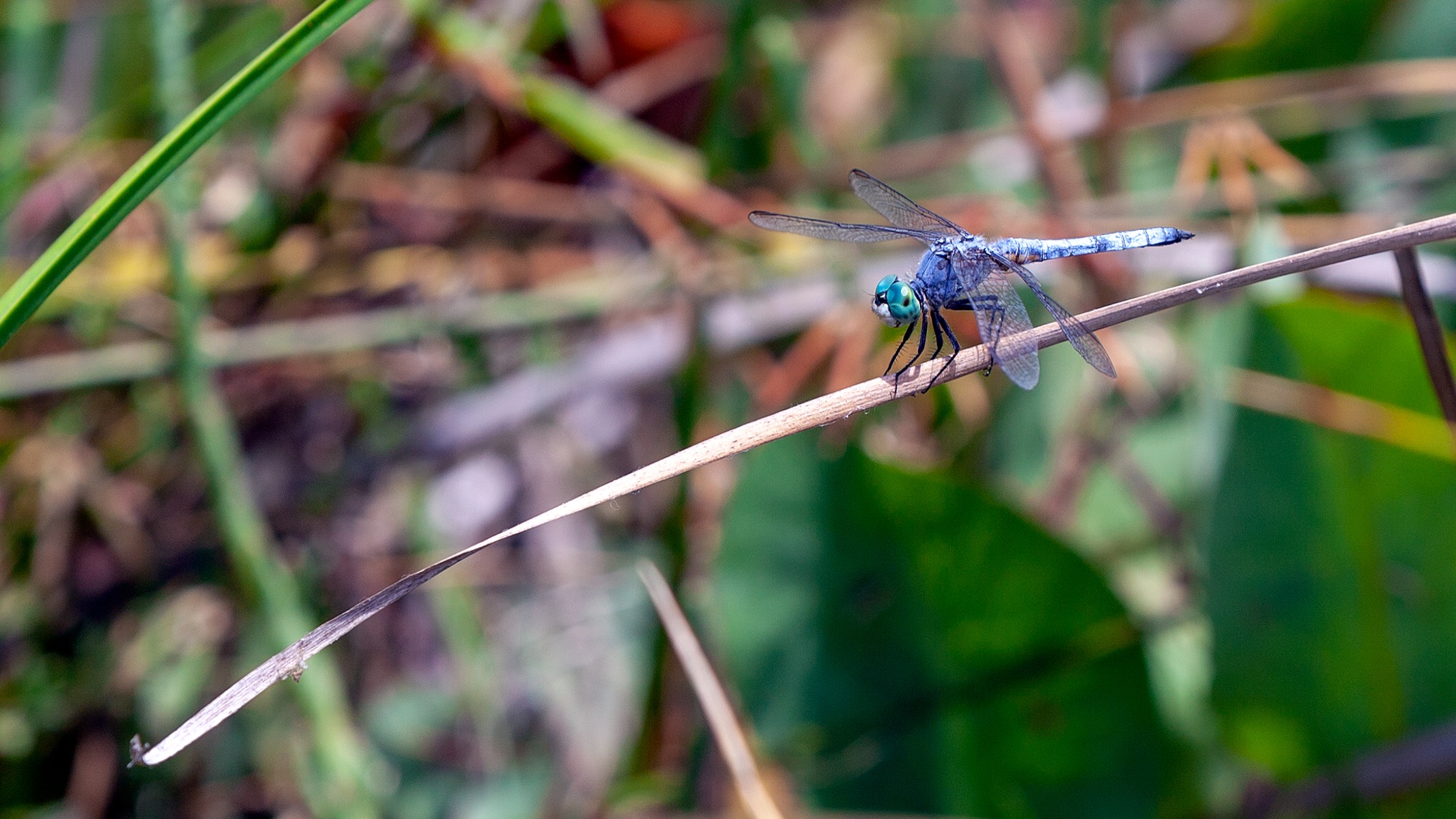 Dragonfly on a flower