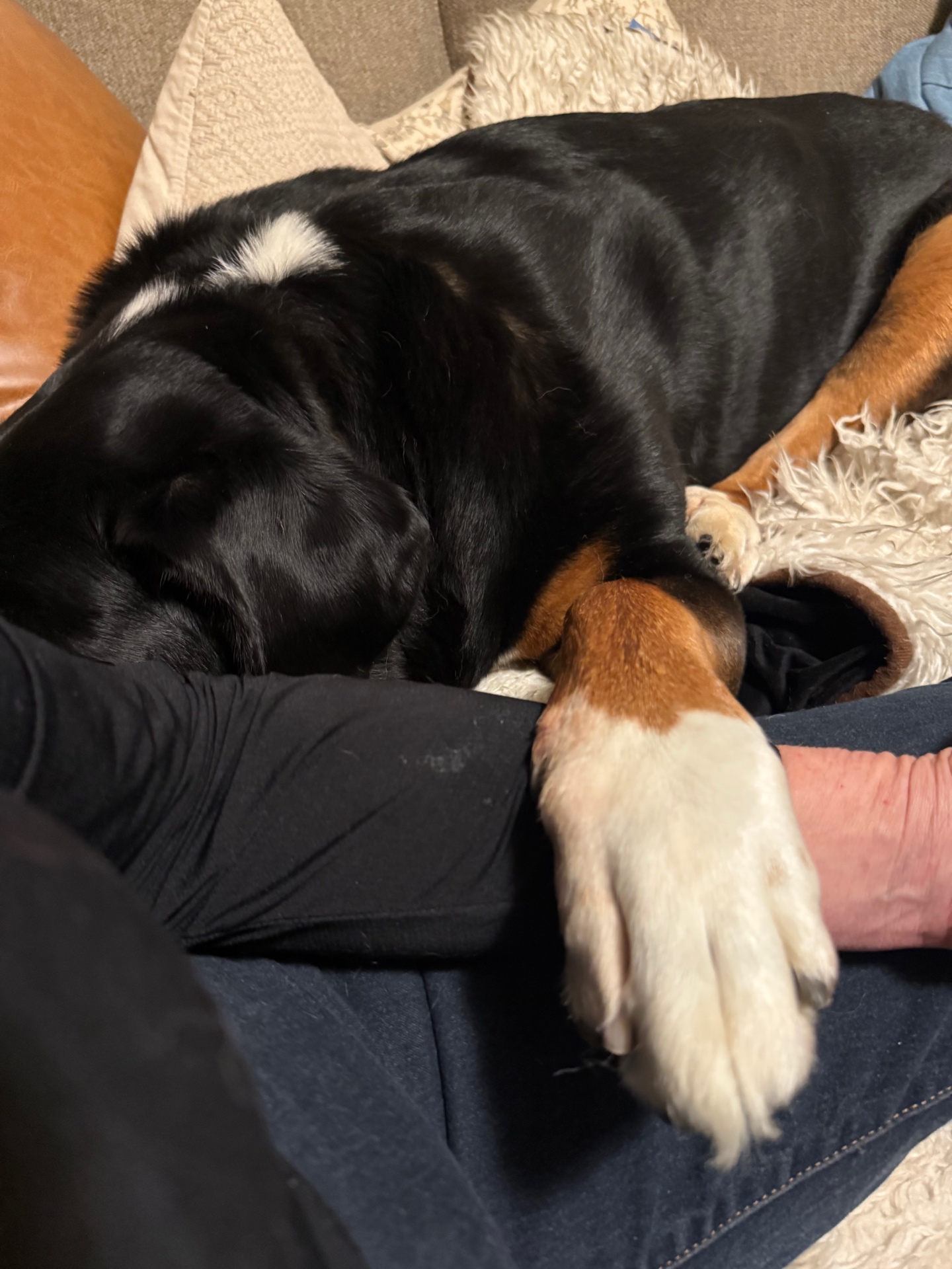 Greater Swiss Mountain Dog sleeping with its paw resting on a person's lap