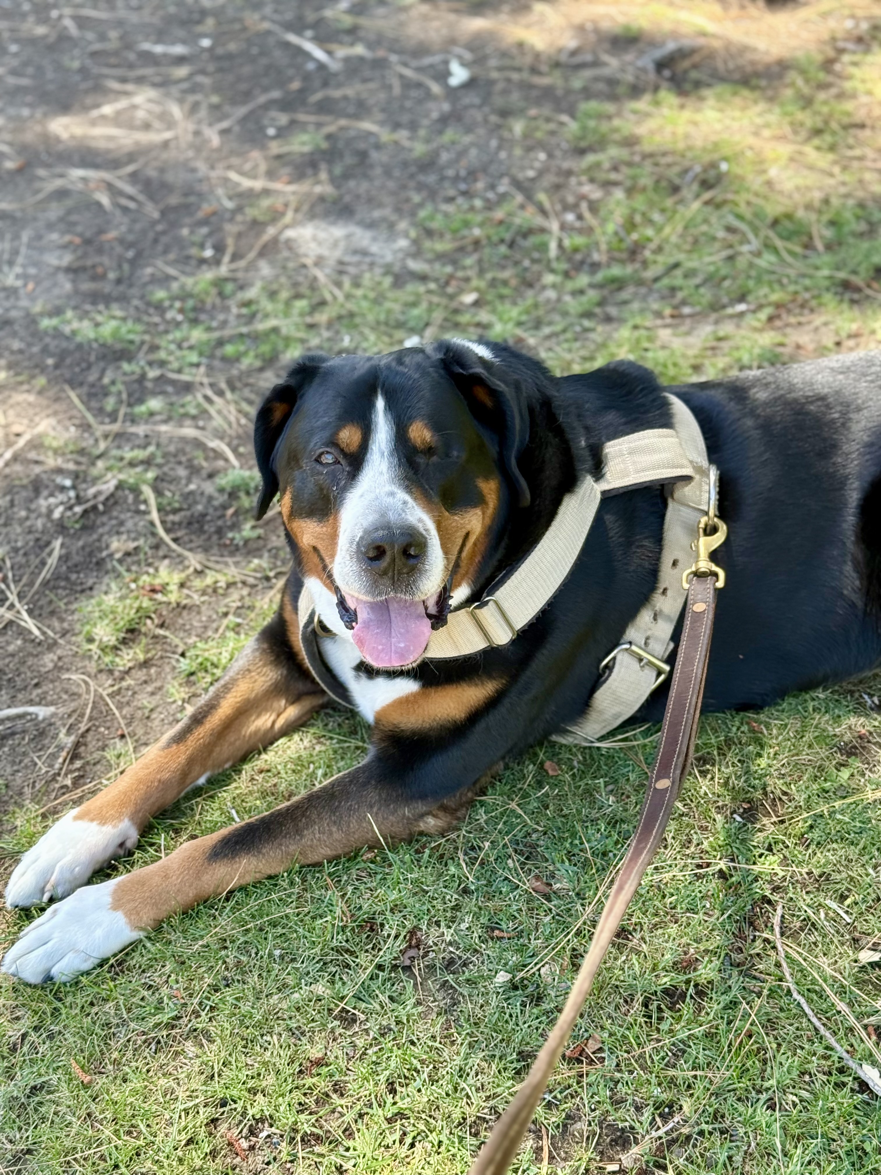 Greater Swiss Mountain Dog lying on the grass with a harness and leash