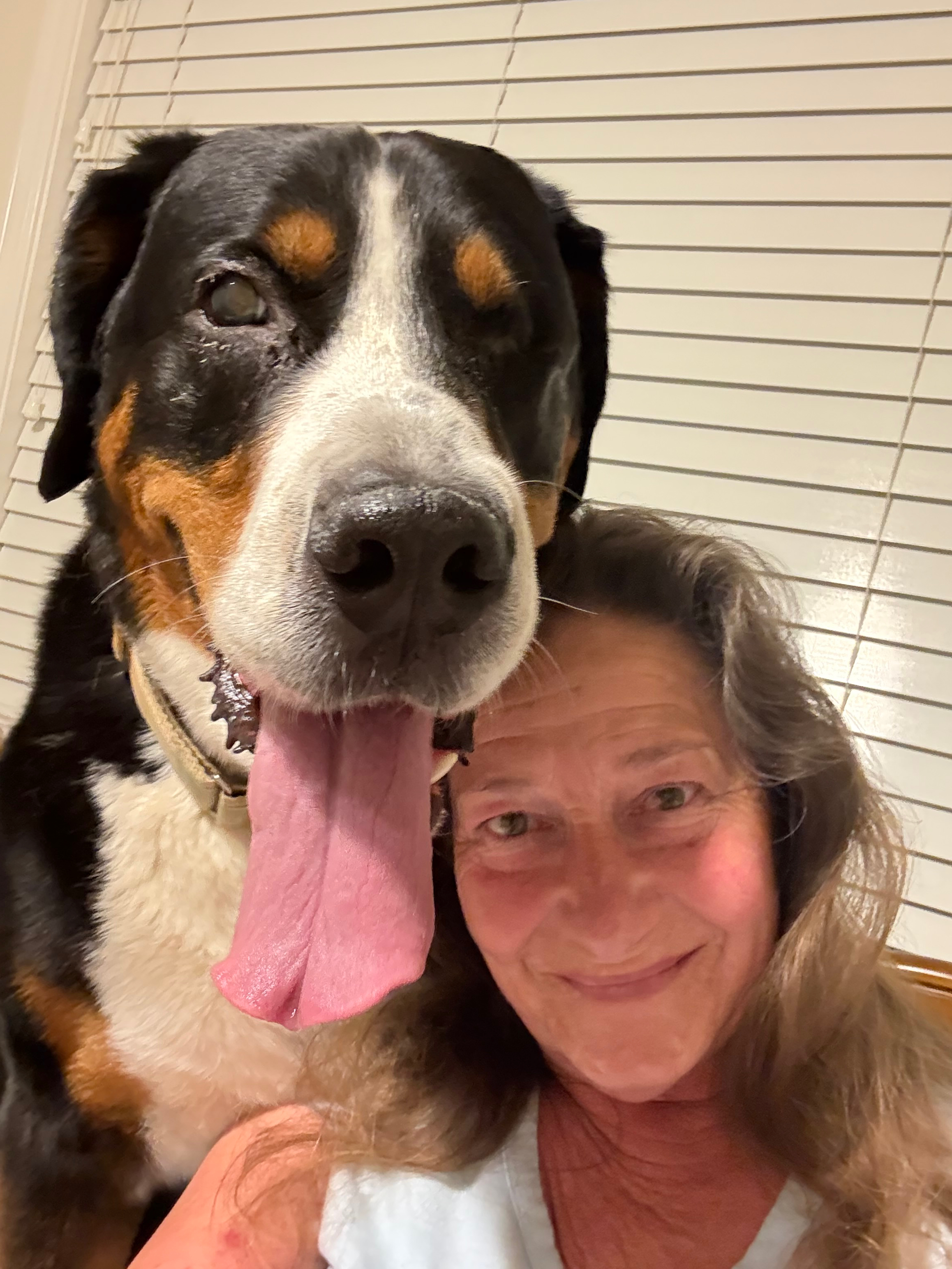 Carol with a Greater Swiss Mountain Dog, big tongue out and happy
