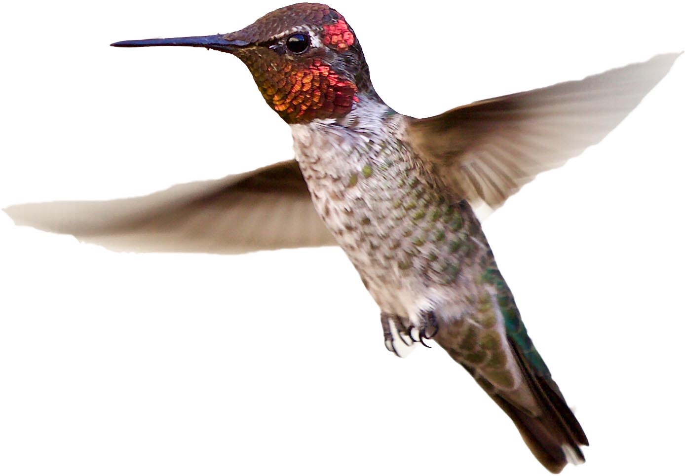 Hummingbird perched on a branch