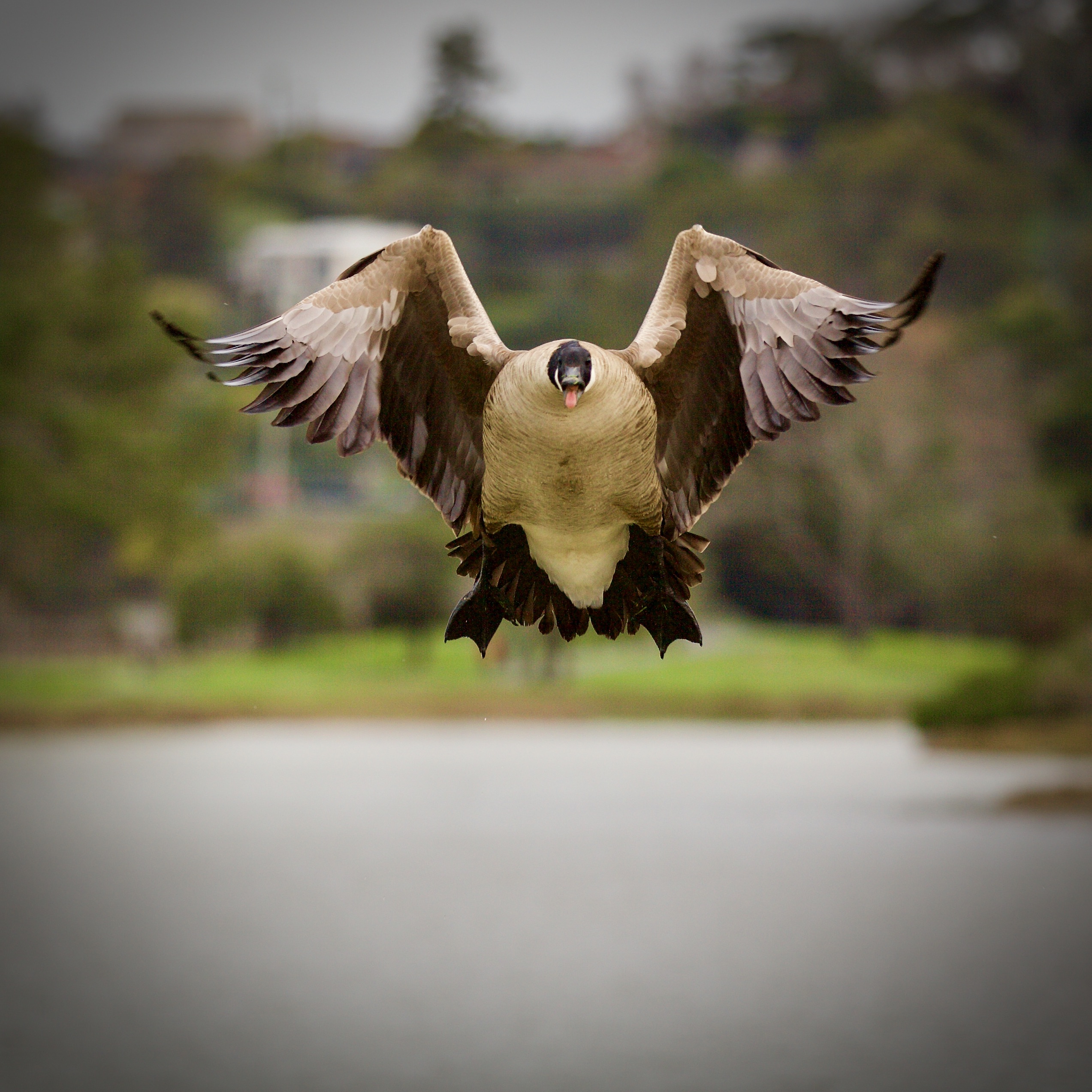 Egyptian goose landing head-on toward camera