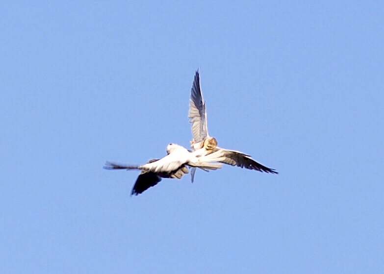 Two white-tailed kites performing a mid-air food transfer
