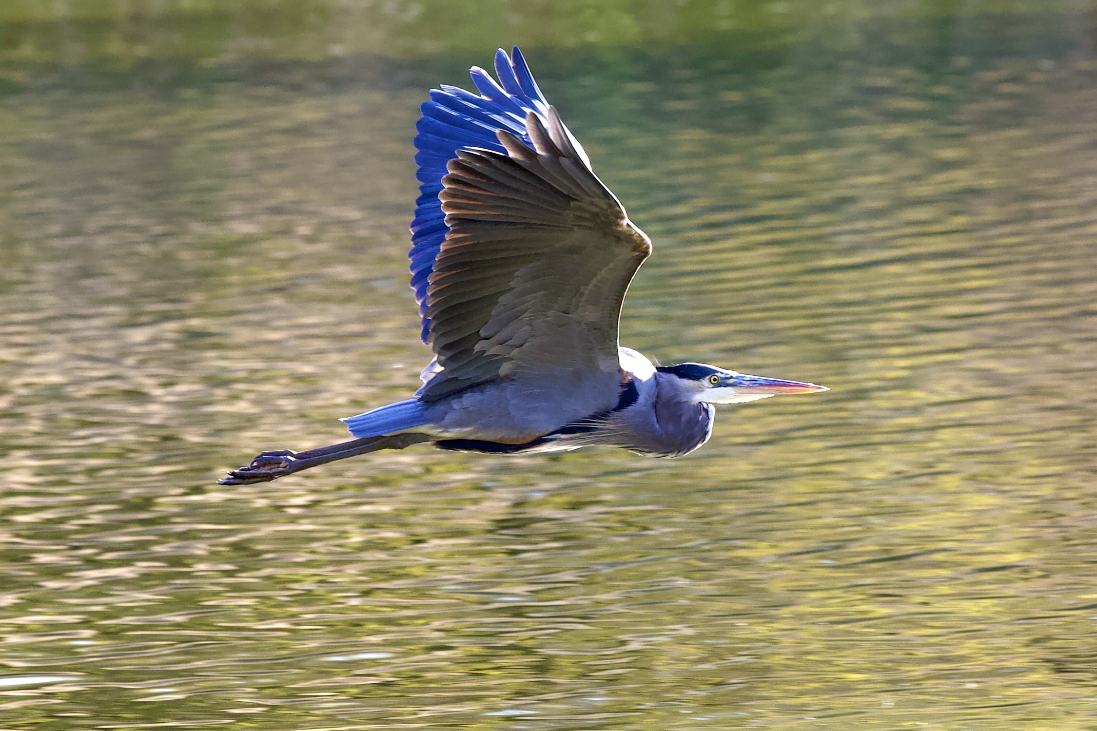 Great Blue Heron in flight over shimmering green water