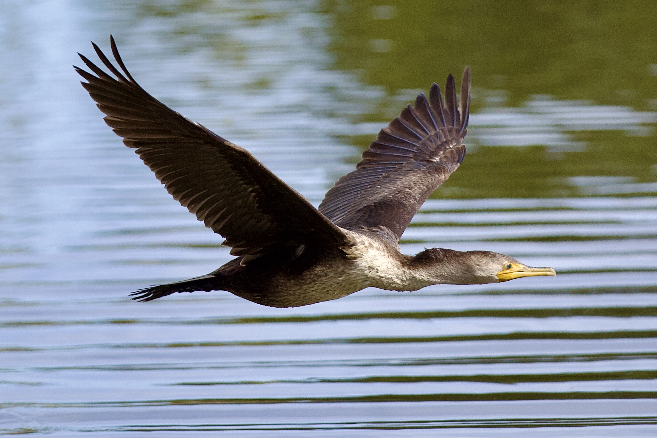 Double-crested cormorant in low flight over water