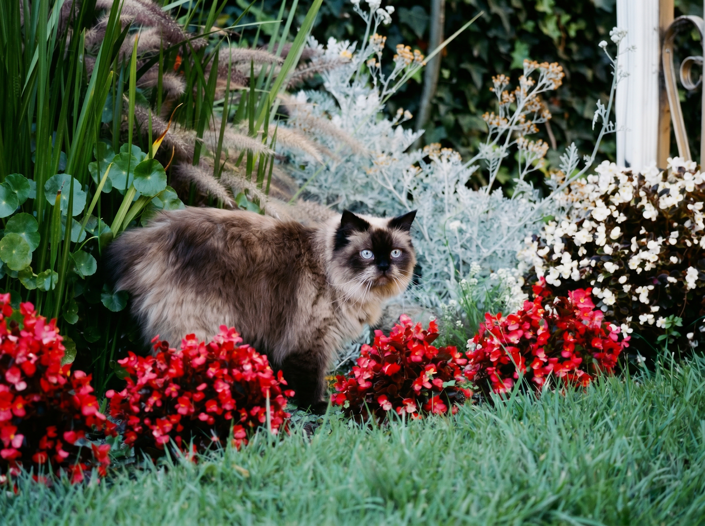 Himalayan cat with blue eyes standing among red flowers and lush garden greenery