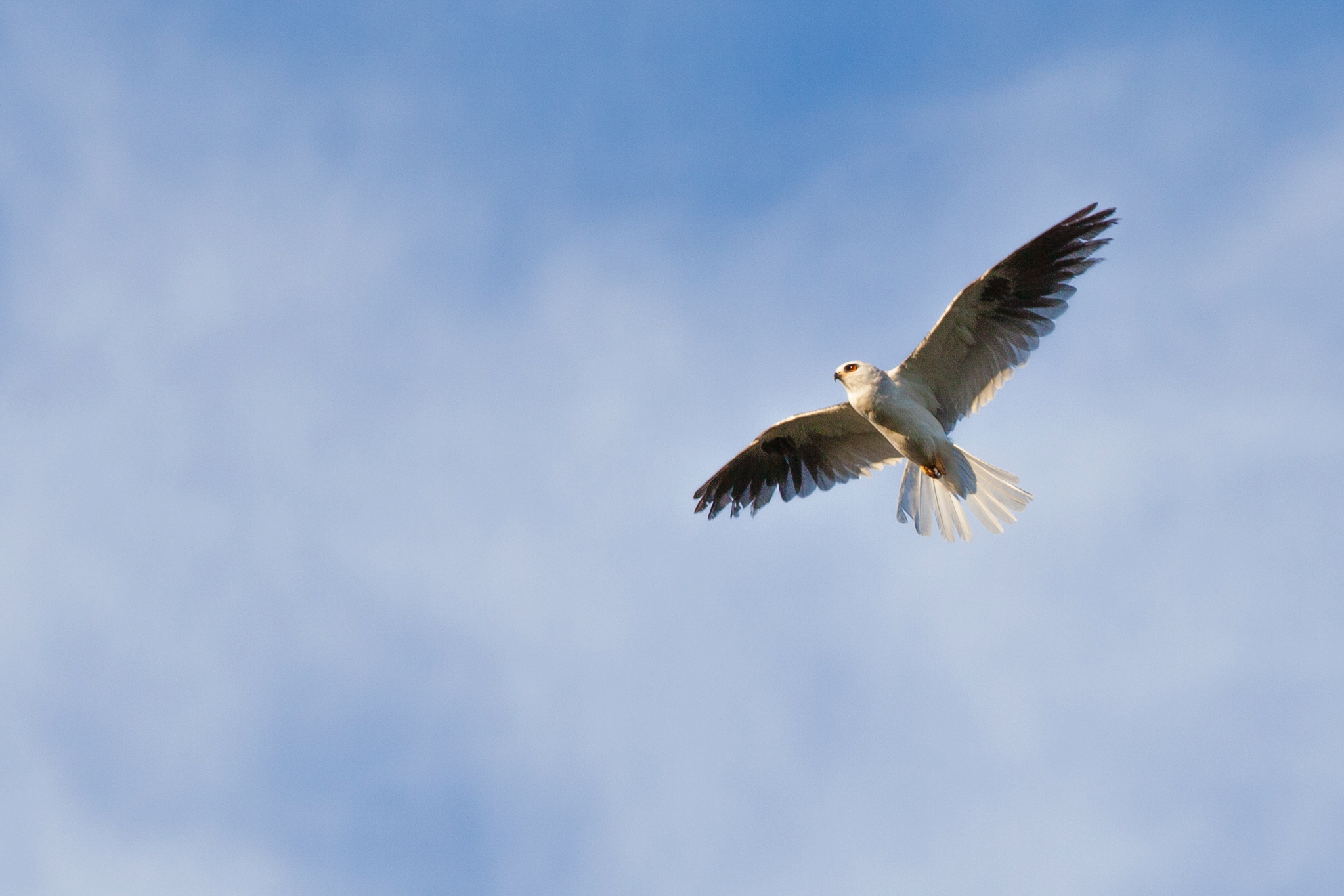 Great Blue Heron in vivid blue flight