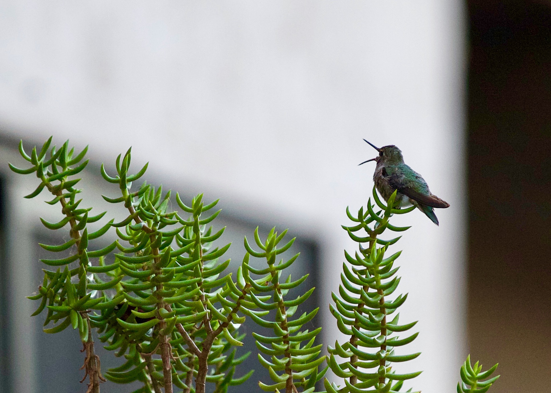 Hummingbird in flight with iridescent feathers