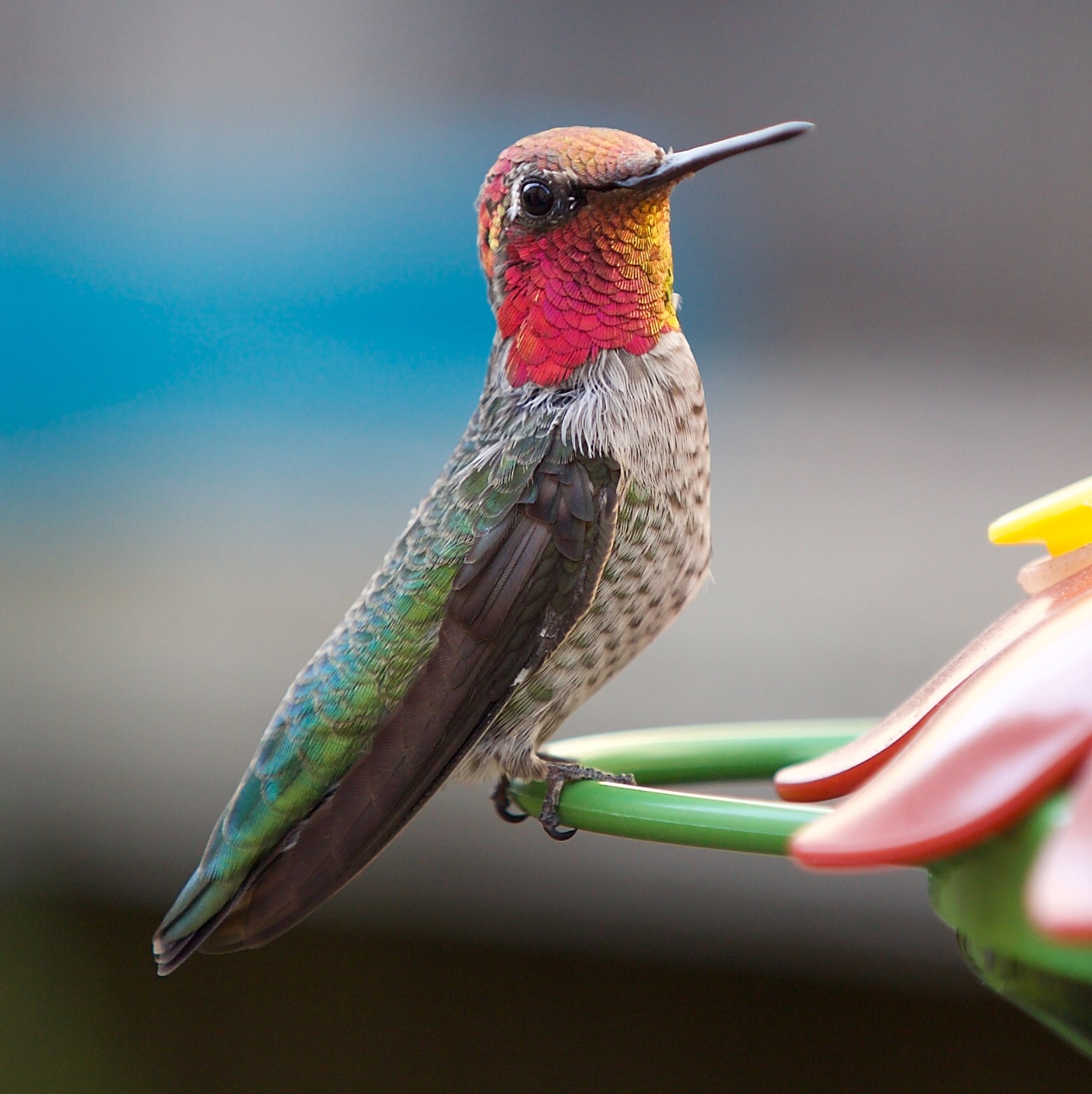 Hummingbird hovering mid-air