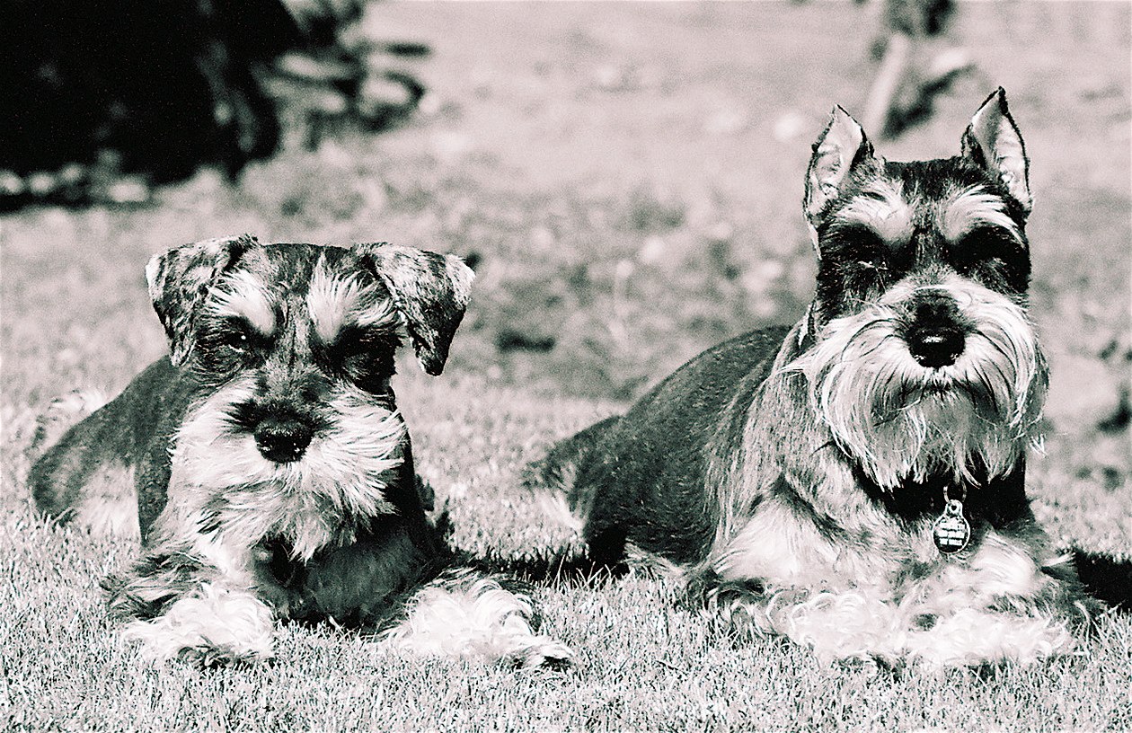 Two Miniature Schnauzers