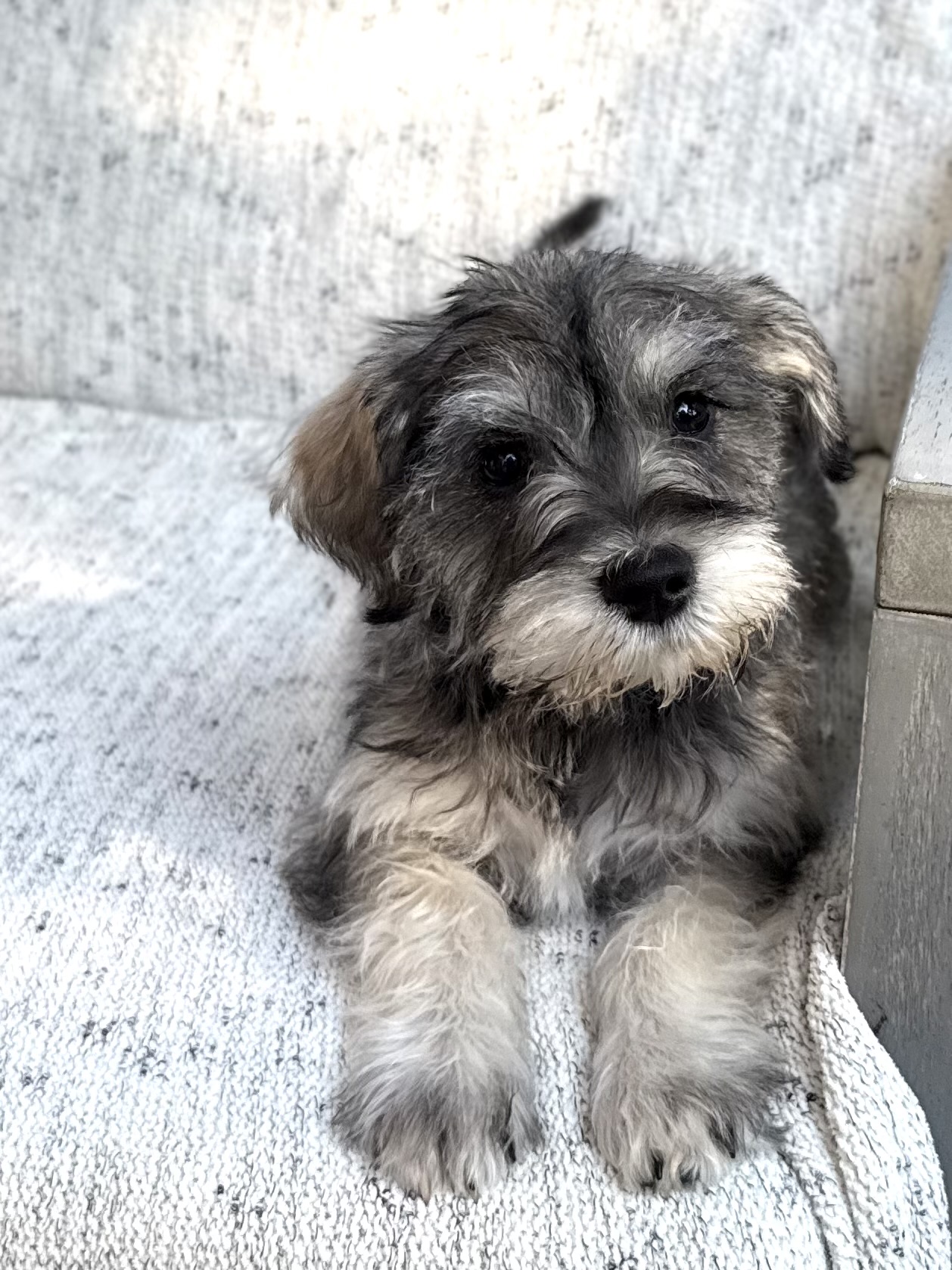 Schnoodle puppy