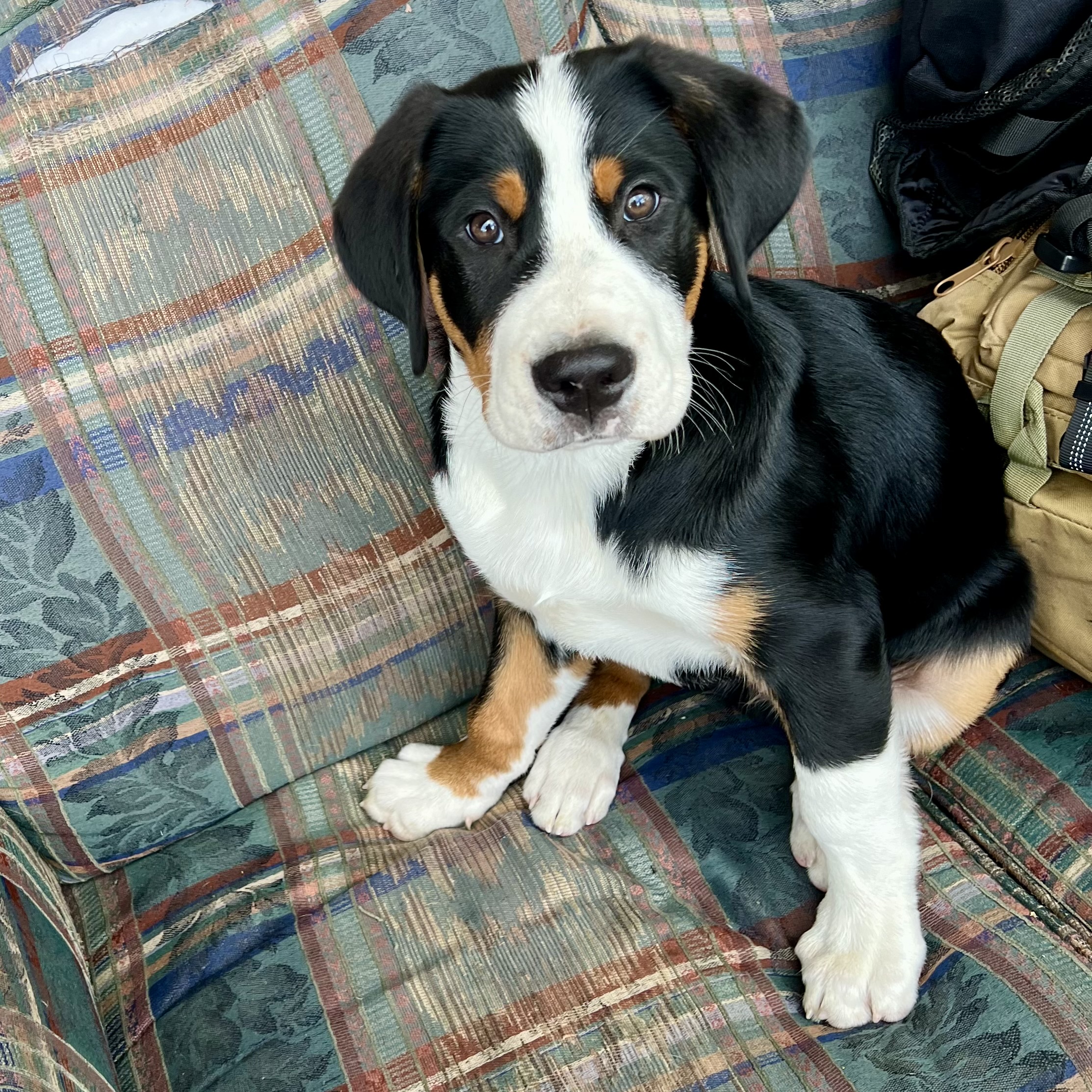 Greater Swiss Mountain Dog puppy
