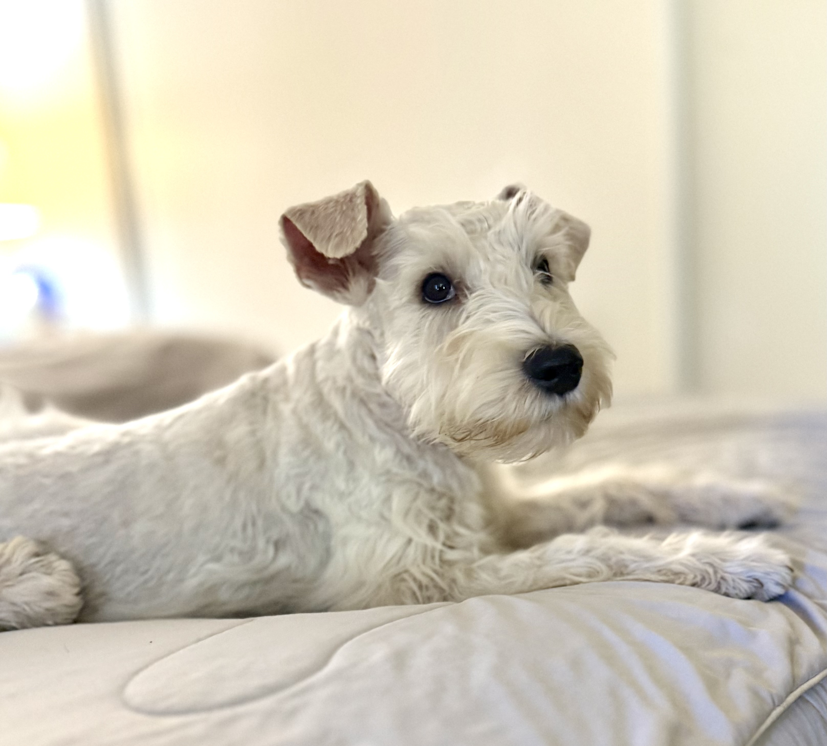 White Miniature Schnauzer